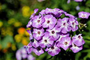 violette Phlox