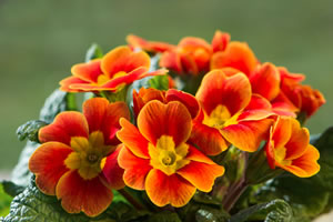 Primula