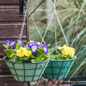 Primula Pflanzung