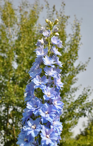 hohe Blüte
