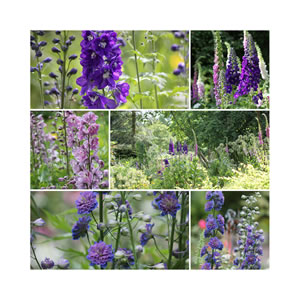 Collage von Rittersporn