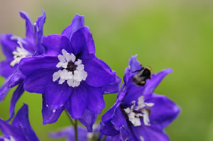 Blüten des Rittersporn