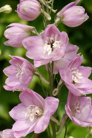 rosa Rittersporn
