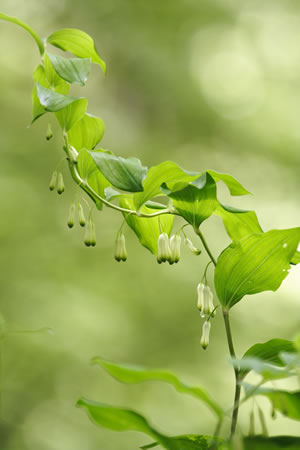 Polygonatum odoratum
