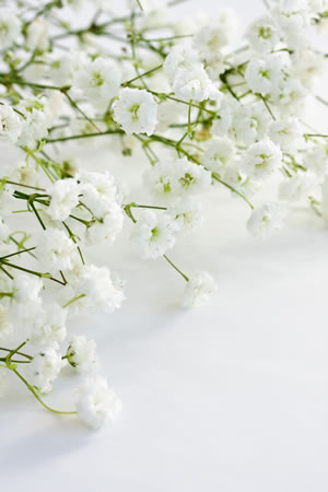 Gypsophila paniculata
