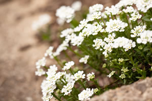 Schleifenblume