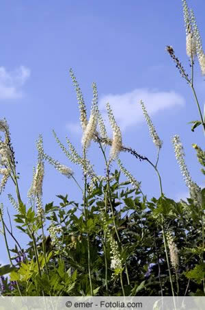 Silberkerze