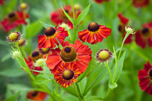 Helenium rot
