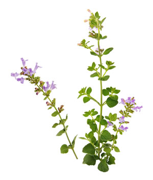 Blüten des Steinquendels
