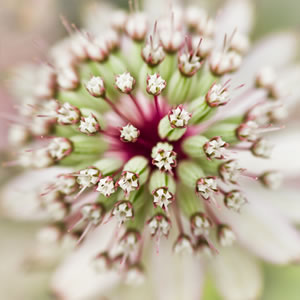 Blüte der Sterndolde nah