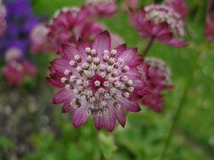 violette Sterndolde