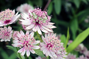 Astrantia weiß