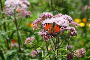 Schmetterling an Wasserdost