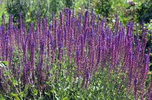 Salvia nemorosa