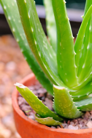 Aloe Vera Pflanze - Pflege-Anleitung