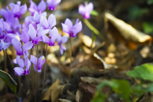 Gartenalpenveilchen