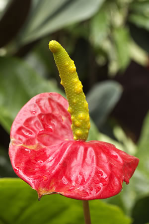 Blüte der Flamingoblume