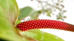 Blüte