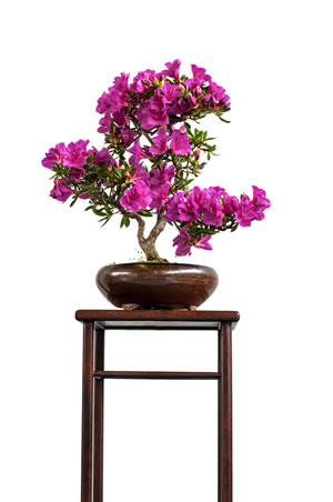 Azalee als Bonsai