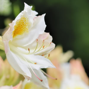 Blüte der Azalee