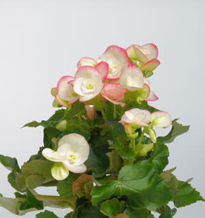 Begonia