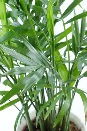 Blätter der Bergpalme