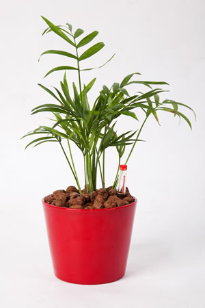 Bergpalme