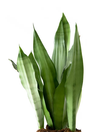 Sansevieria