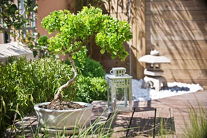 Bonsai im Garten