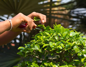 Grünpflanze Bonsai