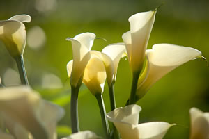 Calla