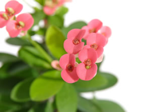 Christusdorn Pflanze