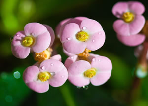 Rosa Euphorbia milii