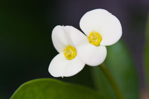 weiße Blüte