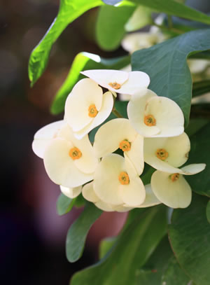 weiße Blüten des Christusdorns