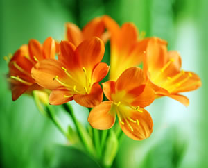 Clivia