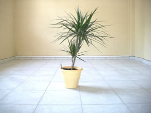 Dracaena Marginata im Topf