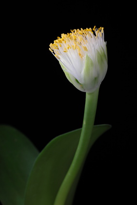 Blüte des Elefantenohrs