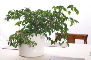 Ficus im Büro