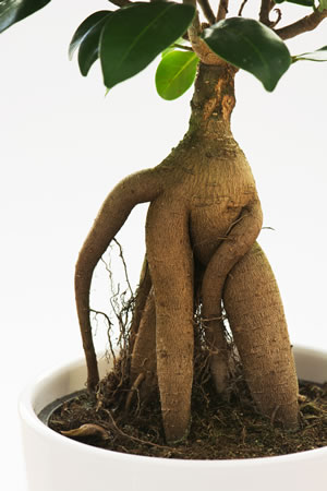 Wurzeln des Ficus Ginseng