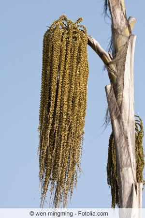 Fischschwanzpalme