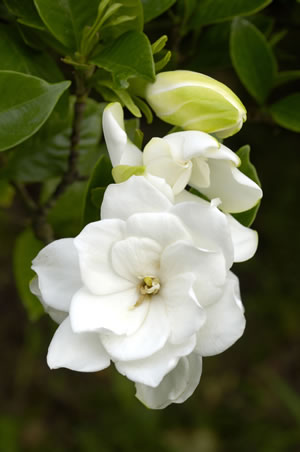 Gardenienblüte