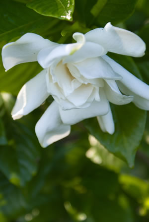 Blüte der Gardenie