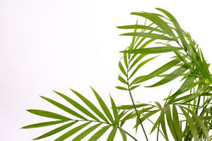 Dypsis lutescens