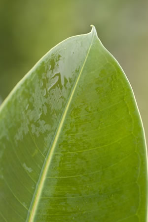 Gummibaum-Blatt