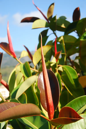 Outdoor-Gummibaum