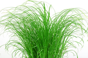 Katzengras