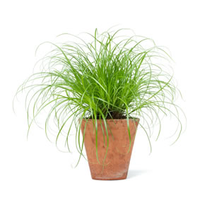 Katzengras Pflanze
