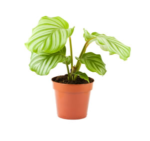 Blätter der Calathea