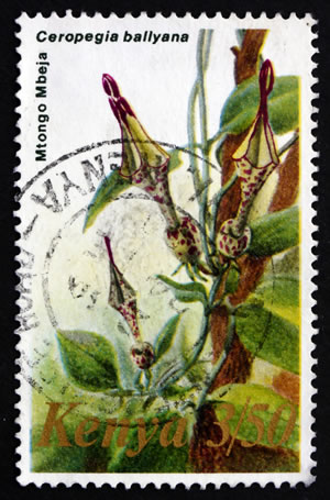 Leuchterblume auf Briefmarke